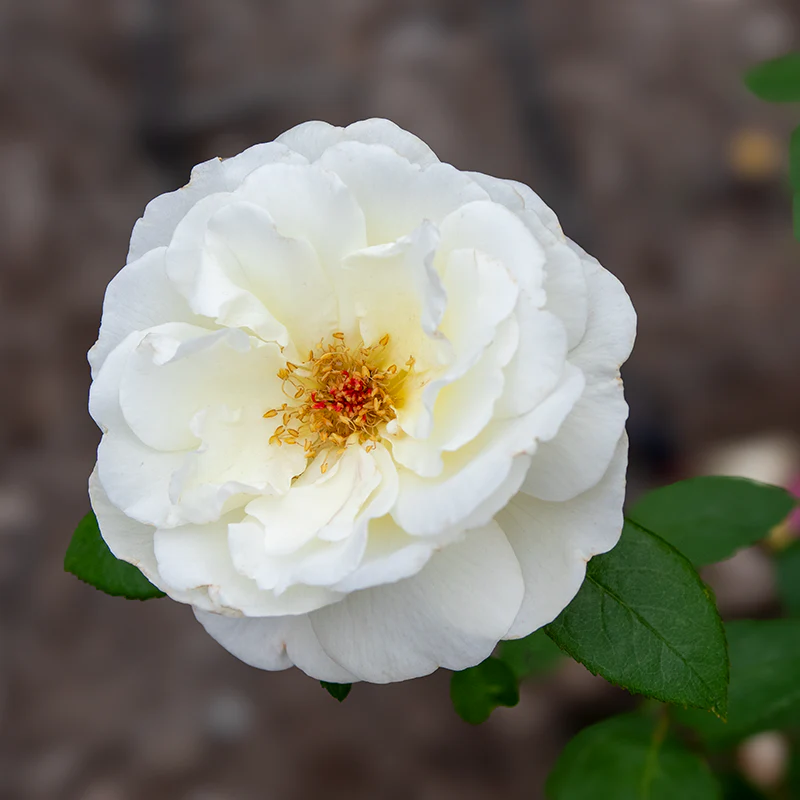 Sugar Moon® Hybrid Tea Rose - Image 5