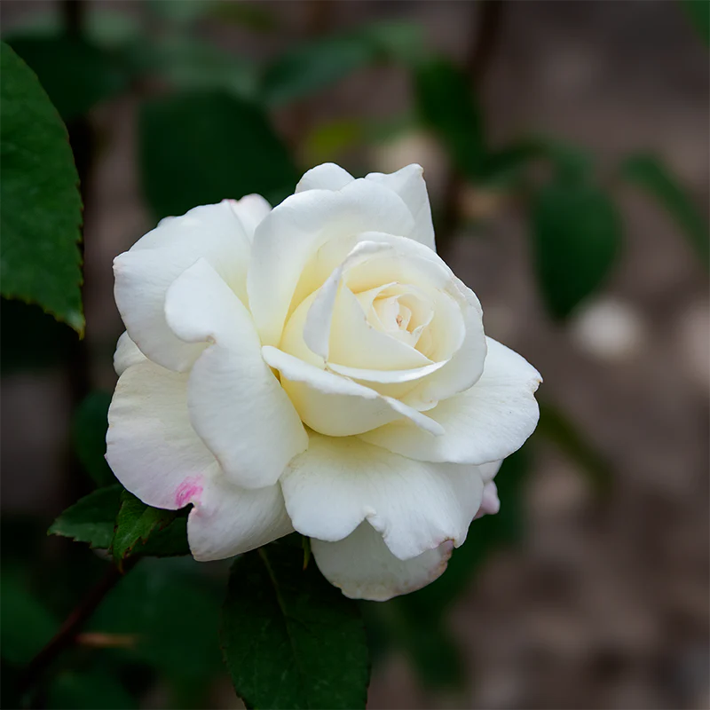 Sugar Moon® Hybrid Tea Rose - Image 6