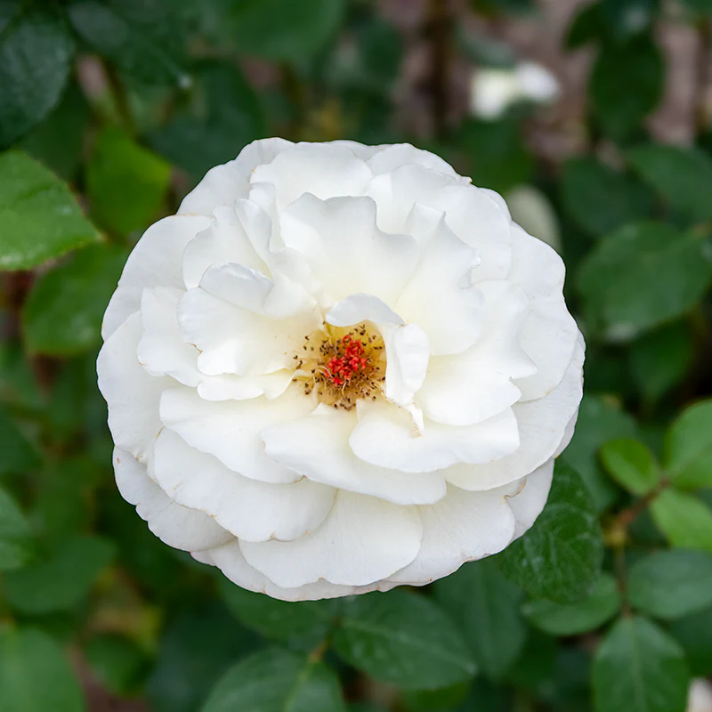 Sugar Moon® Hybrid Tea Rose - Image 7