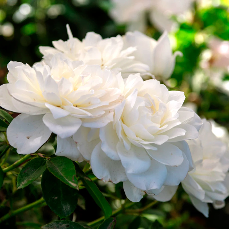 Sugar Moon® Hybrid Tea Rose - Image 8