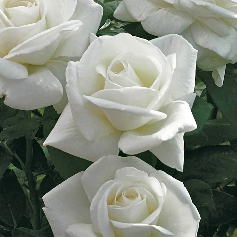 Sugar Moon® Hybrid Tea Rose - Image 9