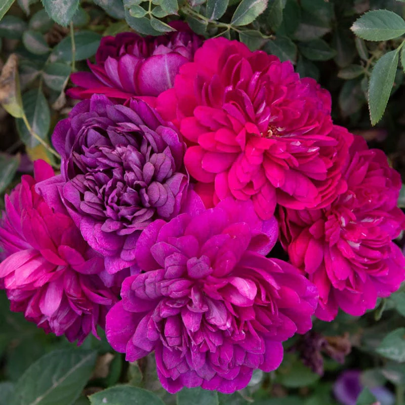 Sultry Night™ Shrub Rose