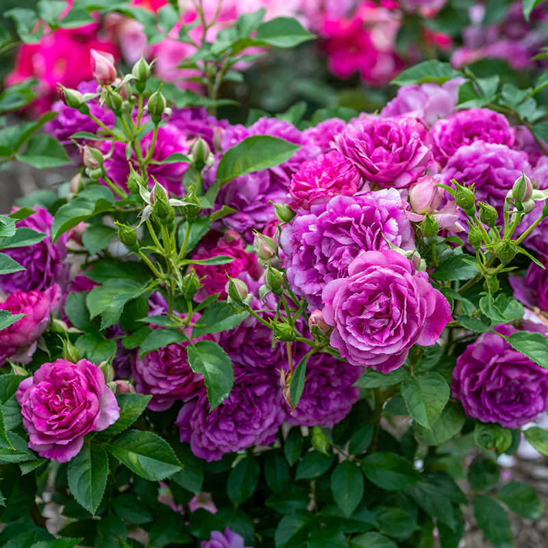 Sultry Night™ Shrub Rose - Image 3