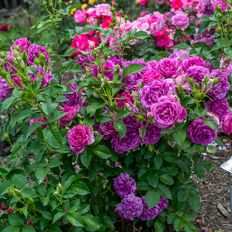 Sultry Night™ Shrub Rose - Image 5