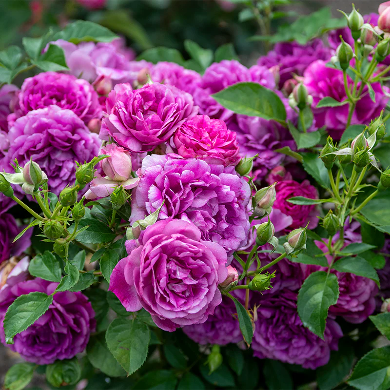 Sultry Night™ Shrub Rose - Image 6