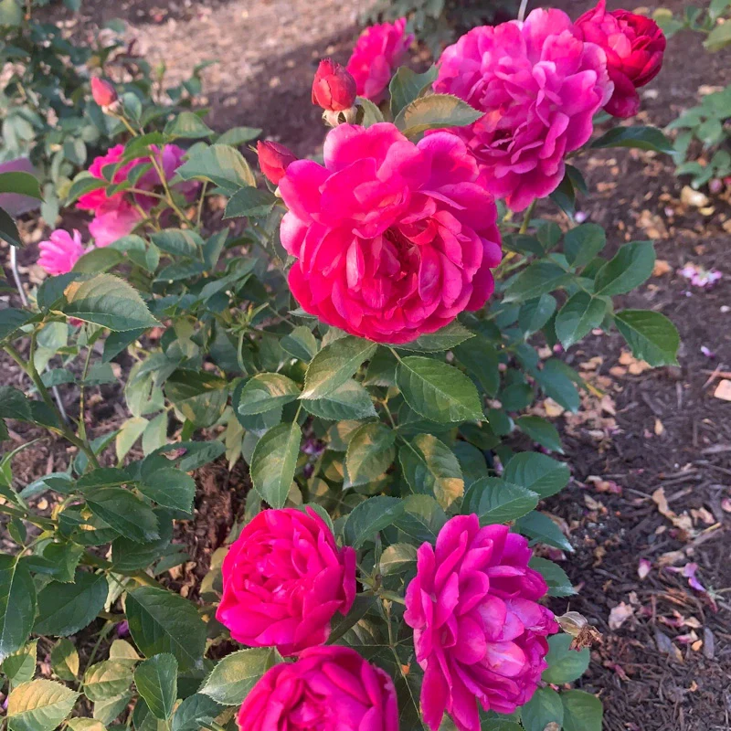 Sultry Night™ Shrub Rose - Image 7