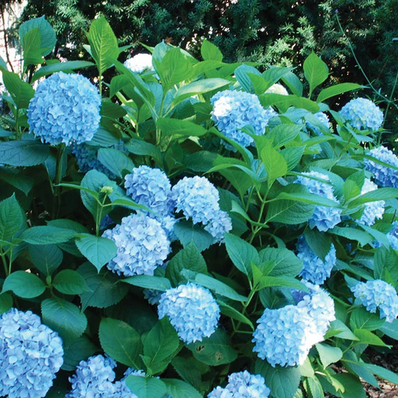 All Summer Beauty Hydrangea - Image 2