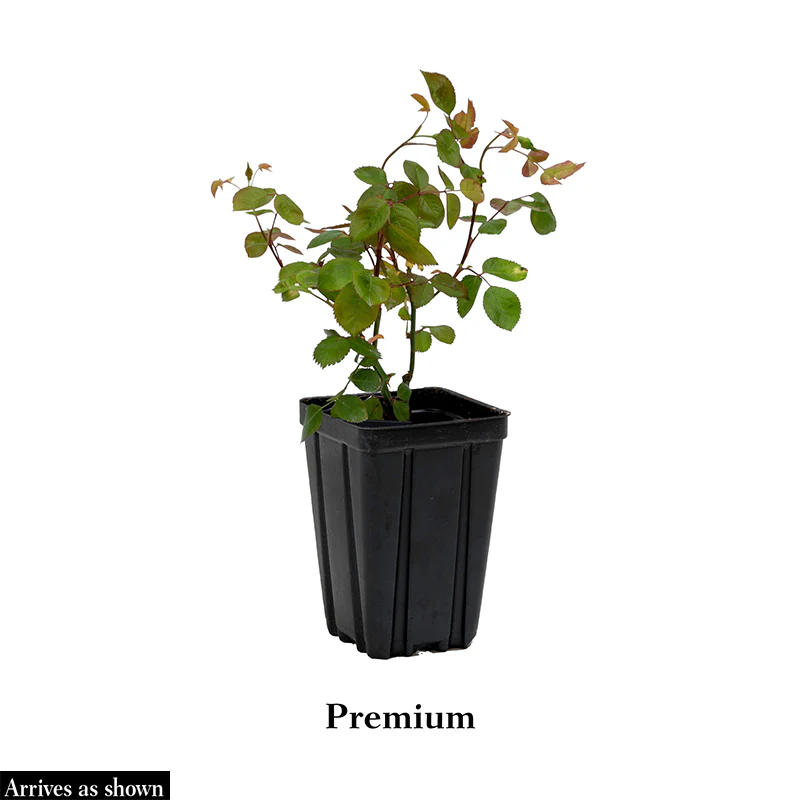 Red Freedom Rose - Image 7