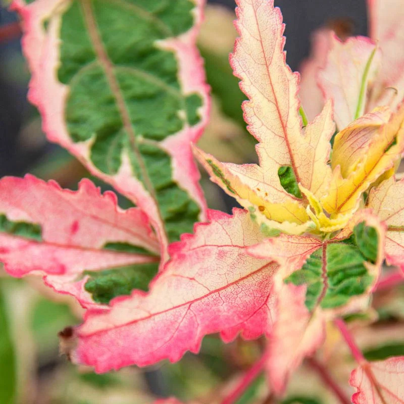 Summer Carnival Hibiscus - Image 2