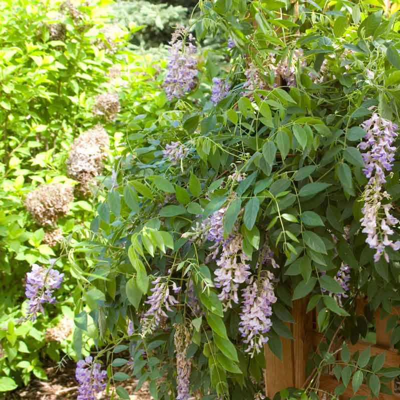 Summer Cascade™ Wisteria - Image 2