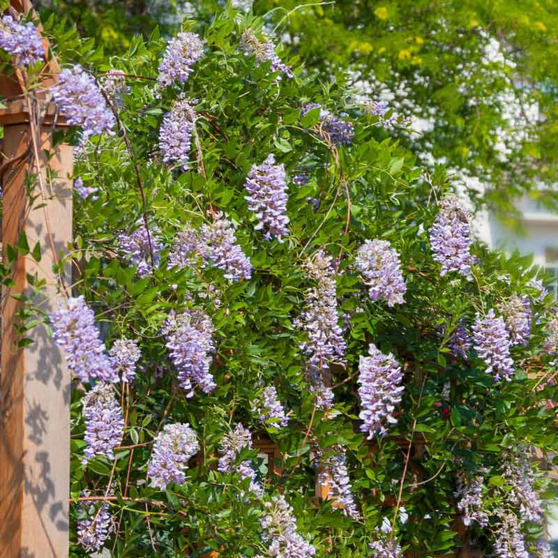 Summer Cascade™ Wisteria - Image 3