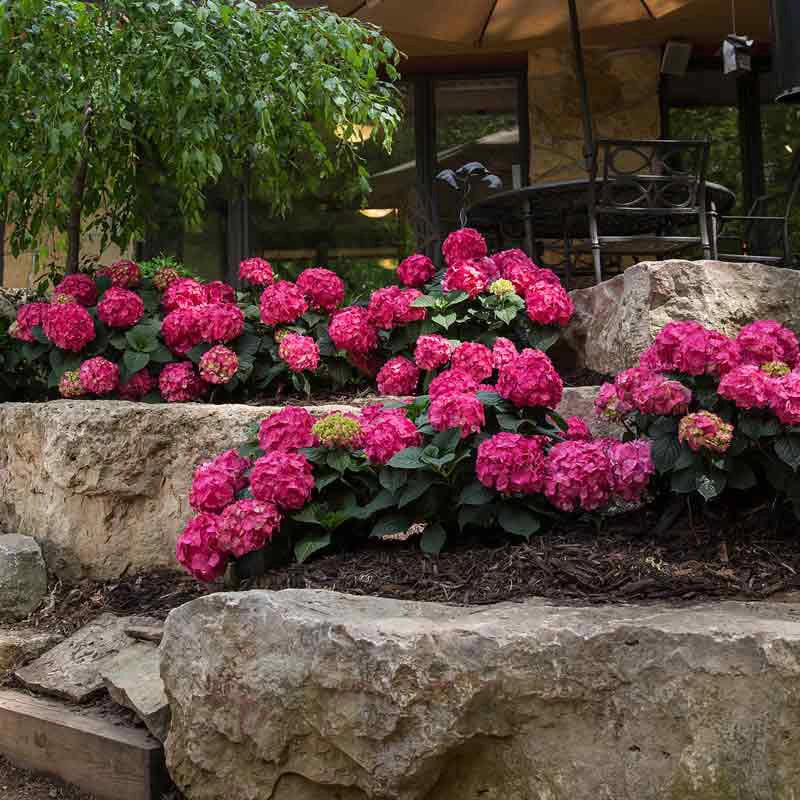 Endless Summer® Summer Crush® Hydrangea - Image 2