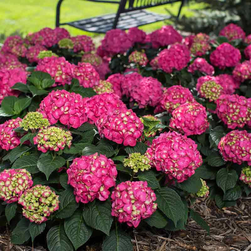Endless Summer® Summer Crush® Hydrangea - Image 3