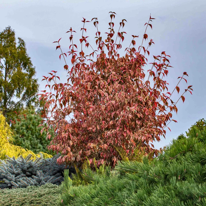 Summer Fun Kousa Dogwood - Image 3