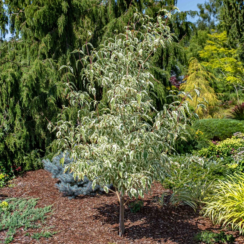 Summer Fun Kousa Dogwood - Image 4