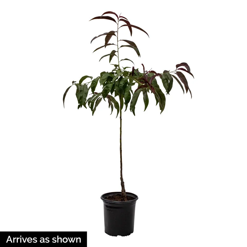 Summer Fun Kousa Dogwood - Image 7