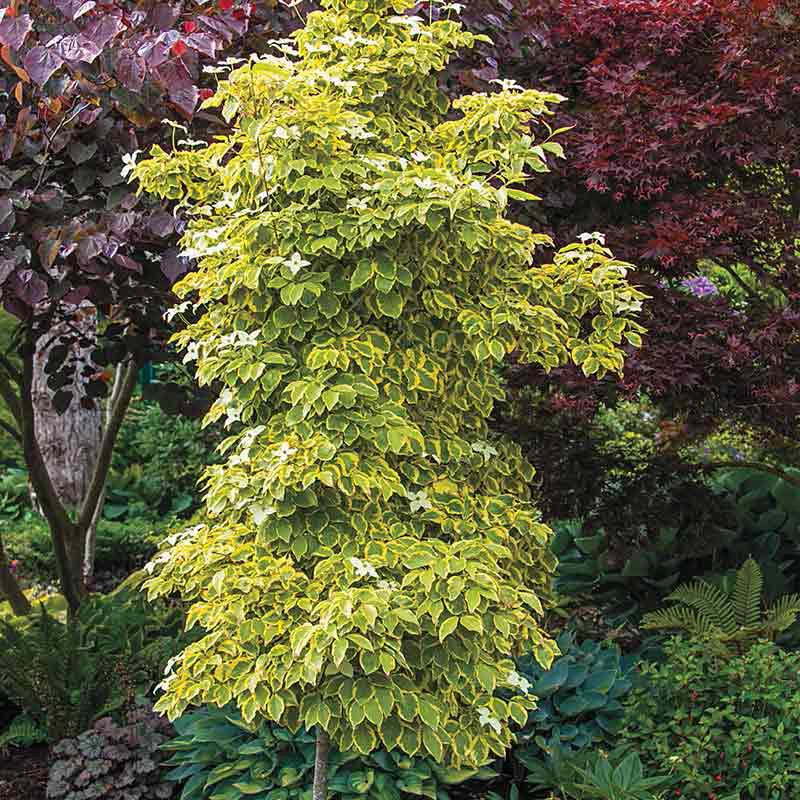 Summer Gold Flowering Dogwood Tree - Image 3