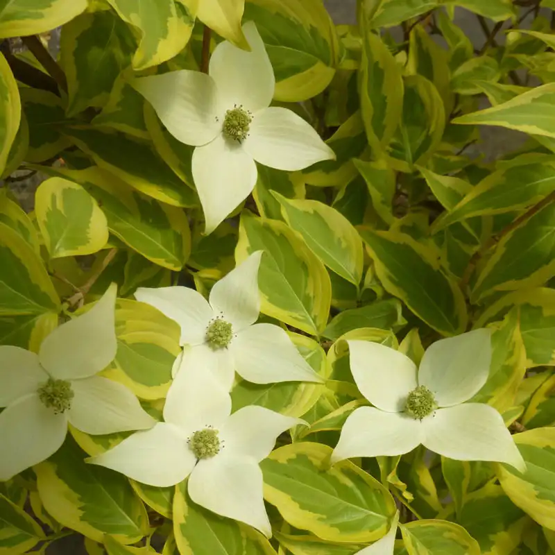 Summer Gold Flowering Dogwood Tree - Image 4