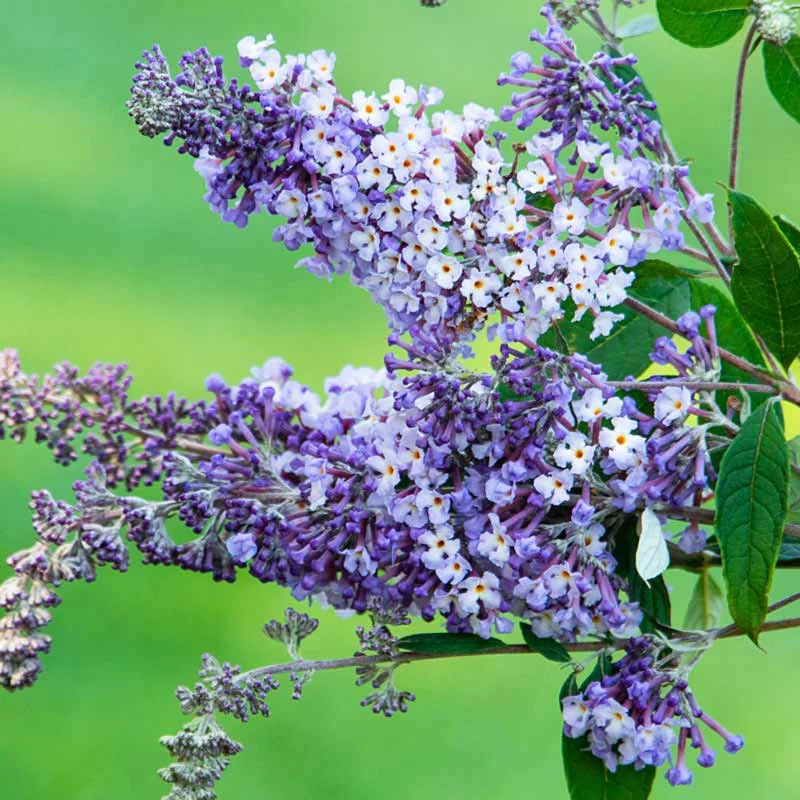 Summer of Love™  Butterfly Bush - Image 3