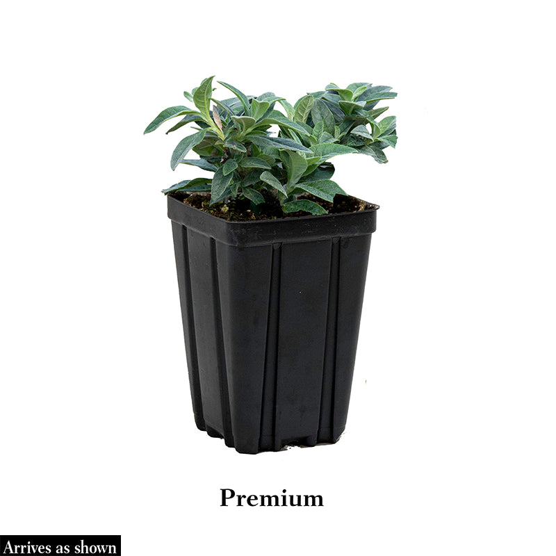 Color Crush Butterfly Bush - Image 3