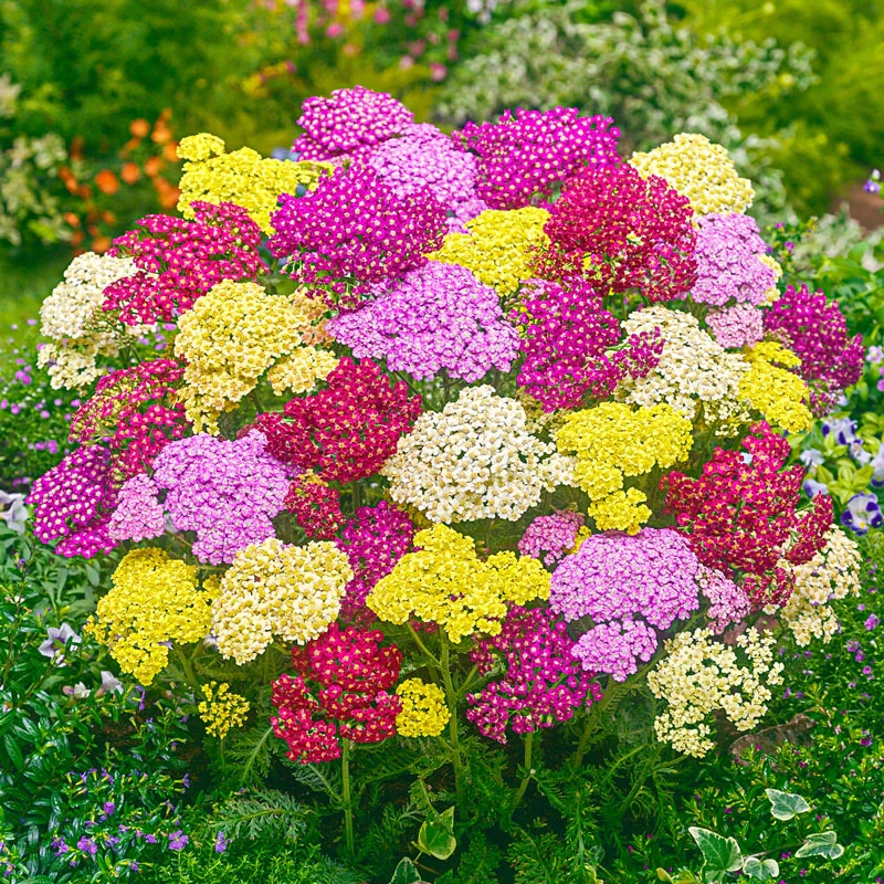 Summer Pastels Yarrow