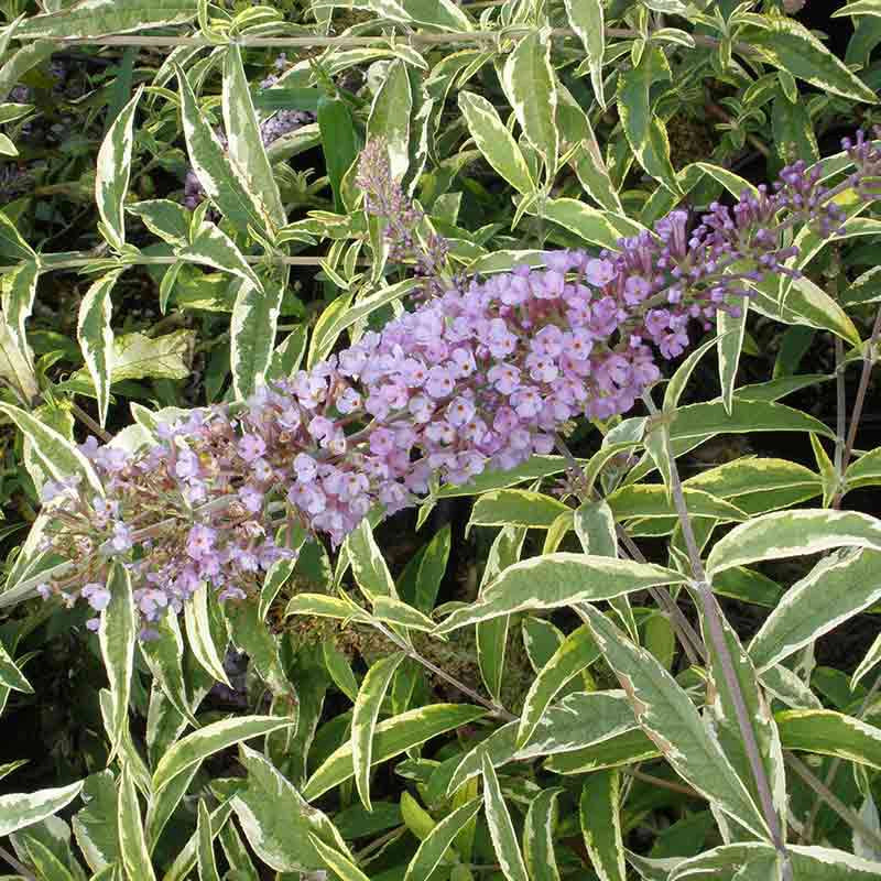 Summer Skies™ Butterfly Bush - Image 2