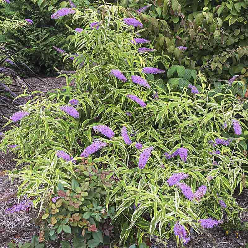 Summer Skies™ Butterfly Bush - Image 3