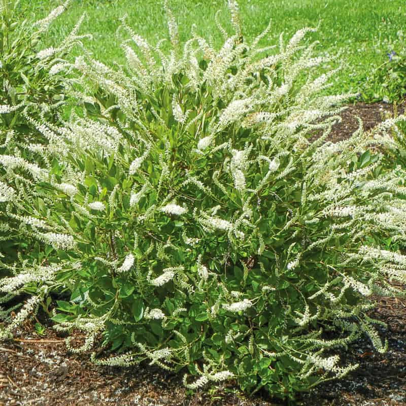 Summer Sparkler Clethra - Image 2