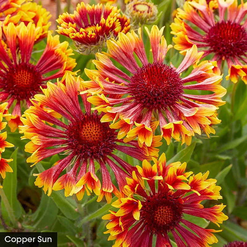Summer Trumpets Gaillardia Collection - Image 3