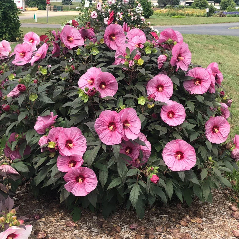 Summerific® Berry Awesome Hibiscus PP27936 - Image 2