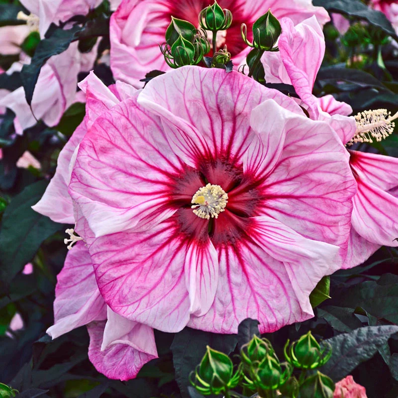 Summerific® Cherry Choco Latte Hibiscus Proven Winners PPAF