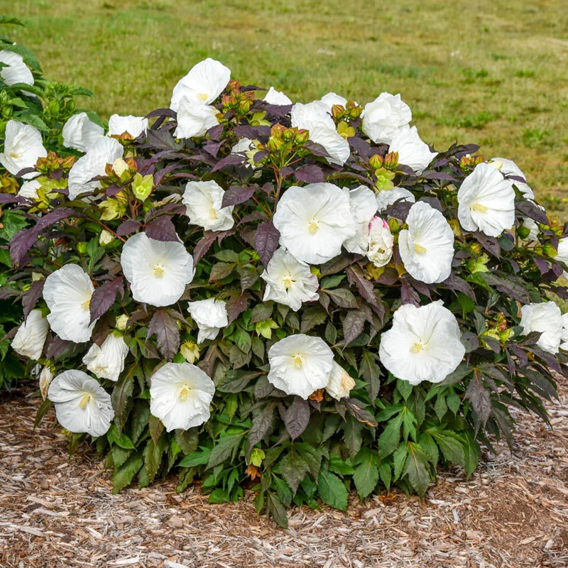 Summerific® Cookies And Cream Hibiscus - Image 2