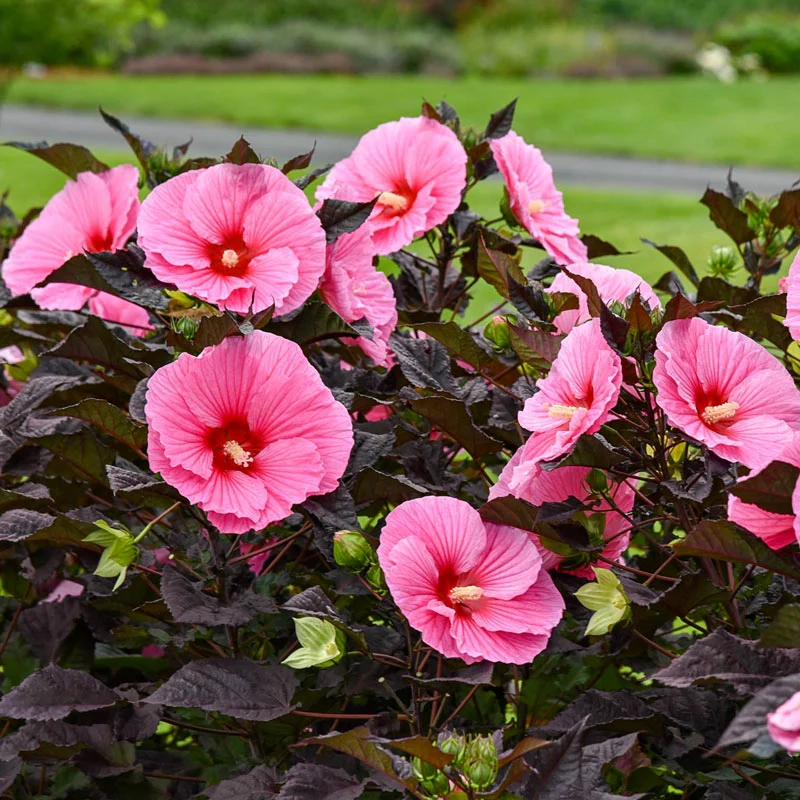 Summerific® Edge Of Night Hibiscus - Image 3