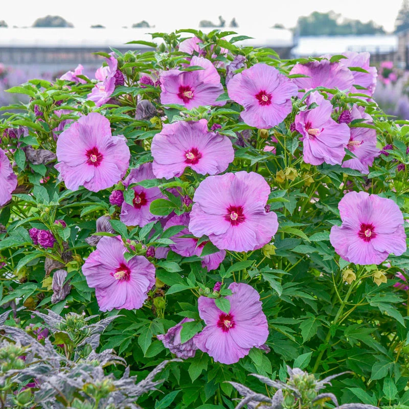 Summerific® Lilac Crush Hibiscus - Image 2