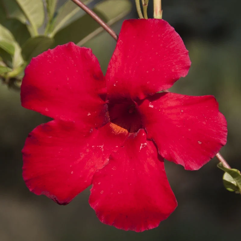Sun Parasol® Pretty Crimson Mandevilla - Image 2