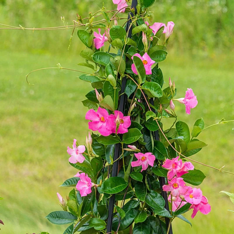 Sun Parasol® Pretty Pink Mandevilla