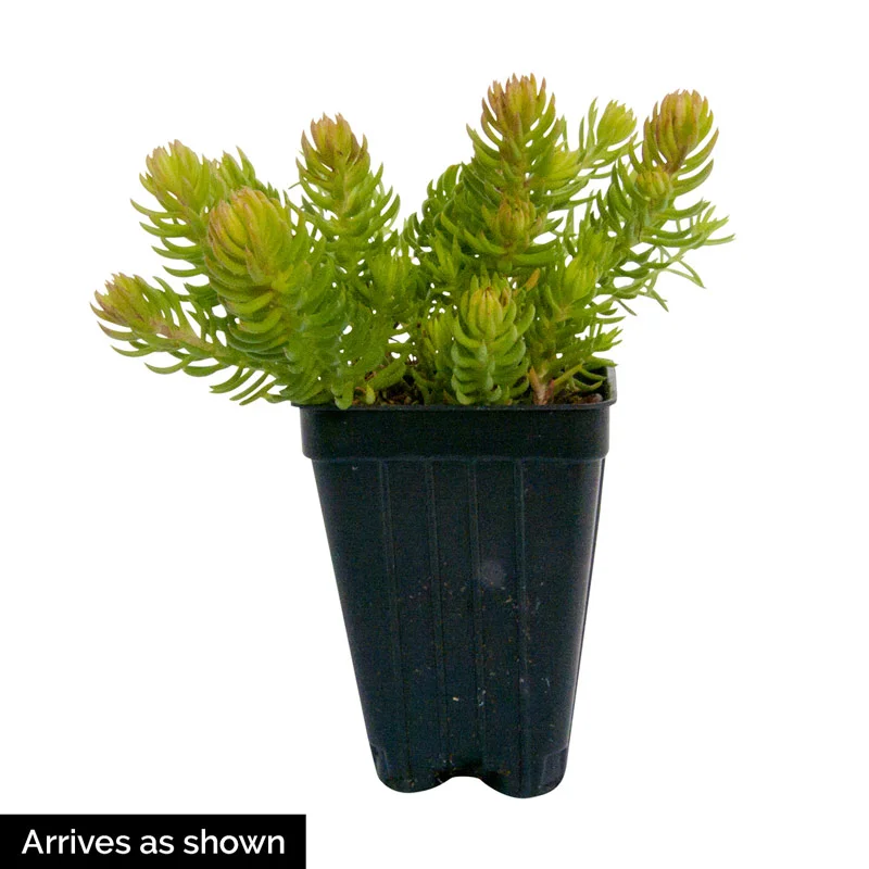Sun Sparkler® Dazzling Dynamite Sedum - Image 3
