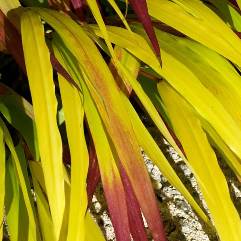 SunFlare™ Japanese Forest Grass - Image 2