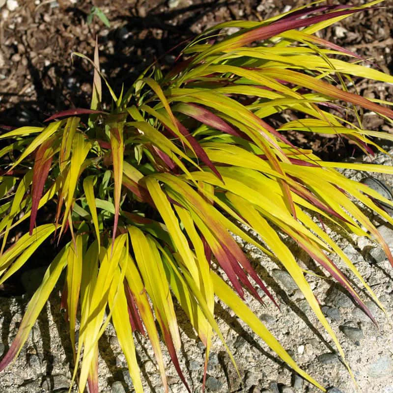 SunFlare™ Japanese Forest Grass - Image 3