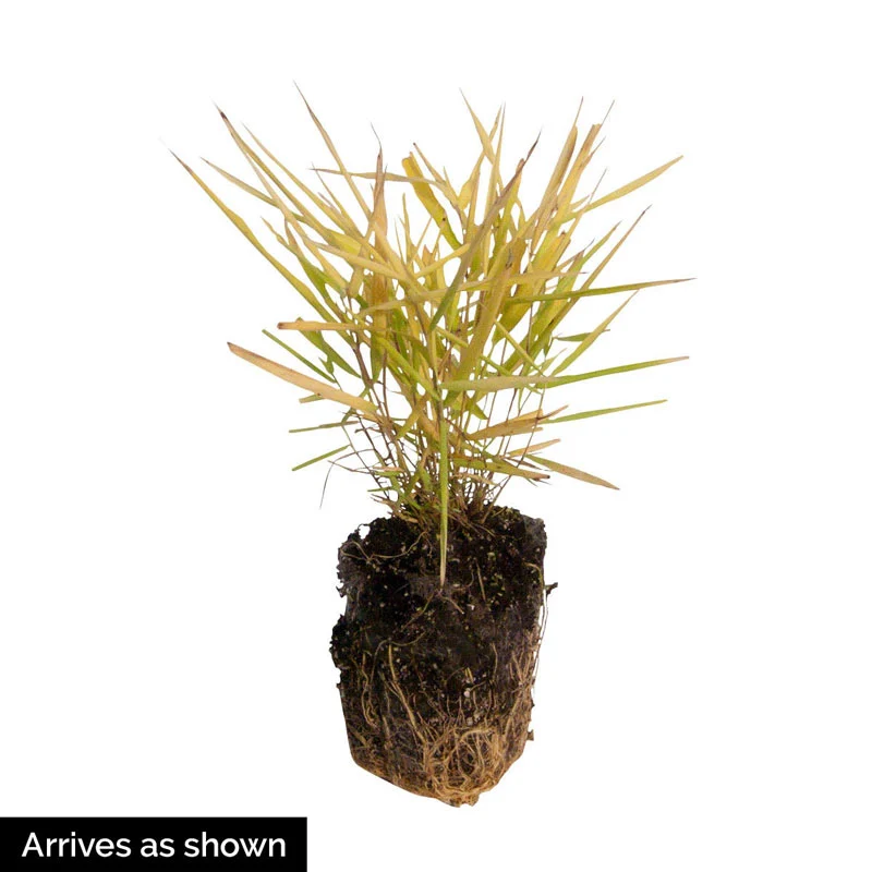 SunFlare™ Japanese Forest Grass - Image 4