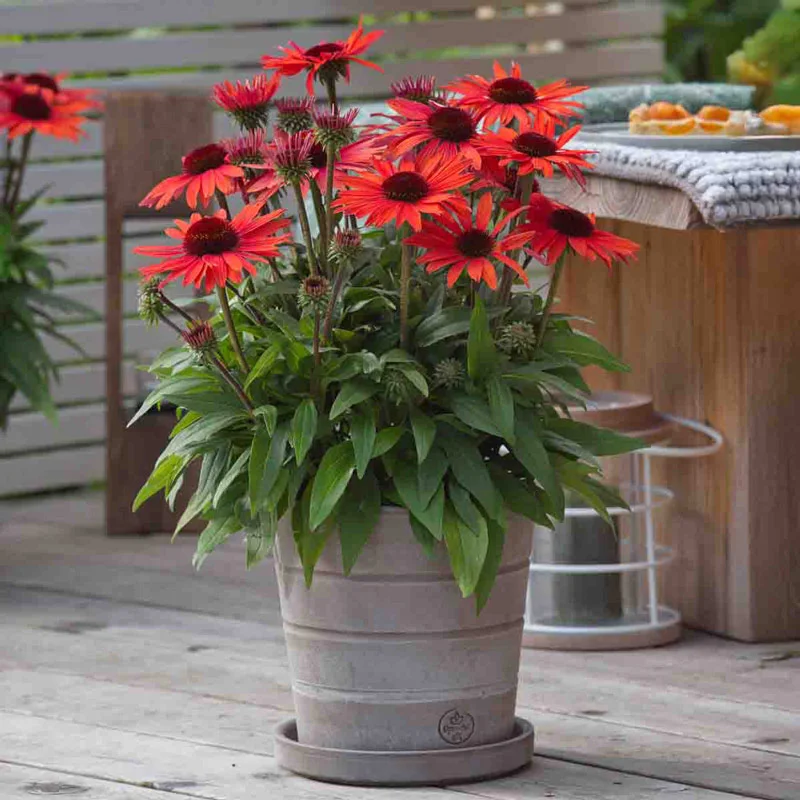 Sunmagic® Vintage Orange Coneflower
