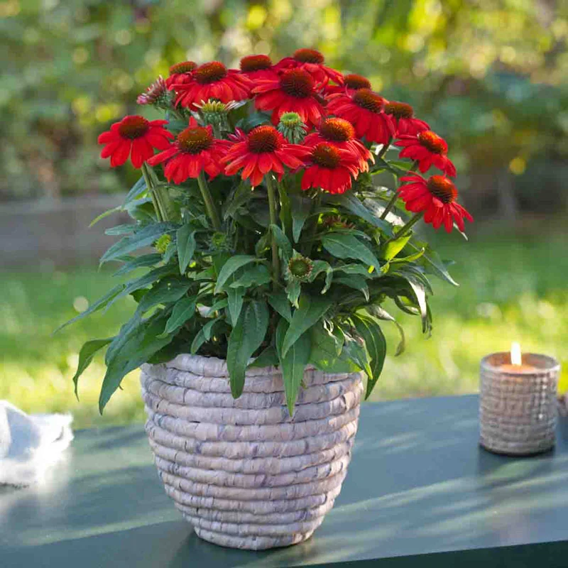 Sunmagic® Vintage Orange Coneflower - Image 2