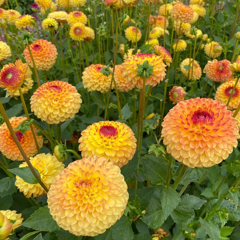 Sunny Boy Dahlia - Image 2