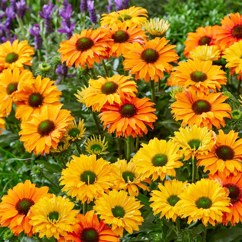 Sunseekers® Mineola Coneflower