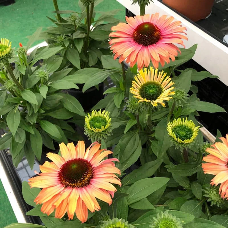Sunseekers Rainbow Coneflower - Image 2