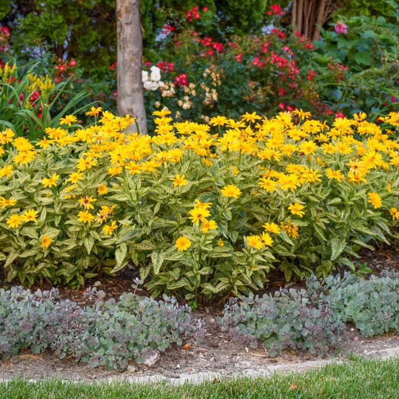 Sunstruck Heliopsis - Image 2