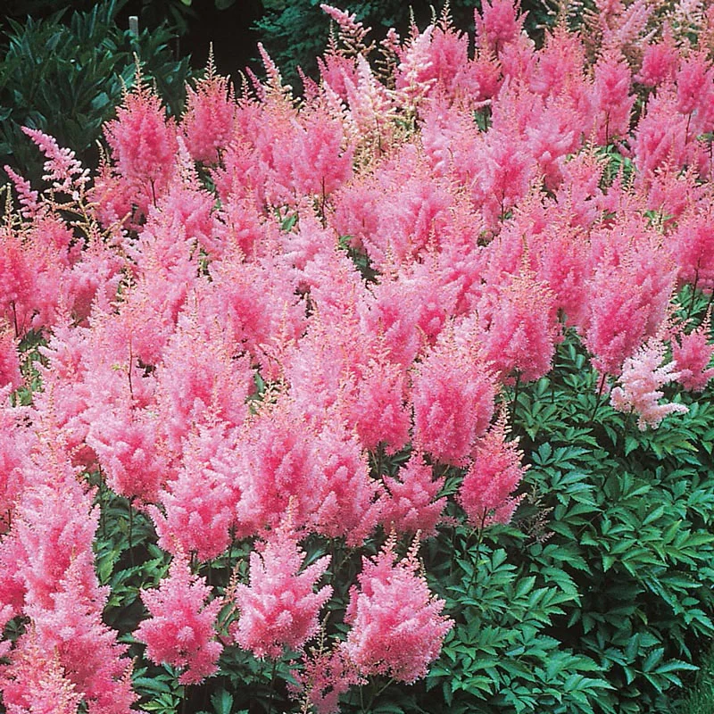 Pink Astilbe Super Bag