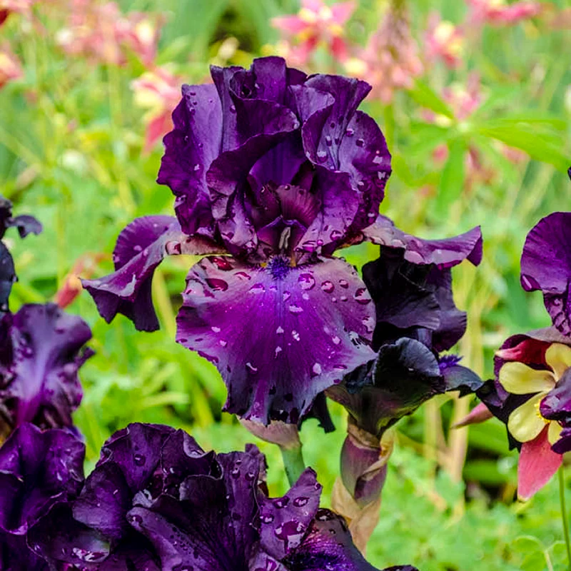 Superstition Bearded Iris - Image 2