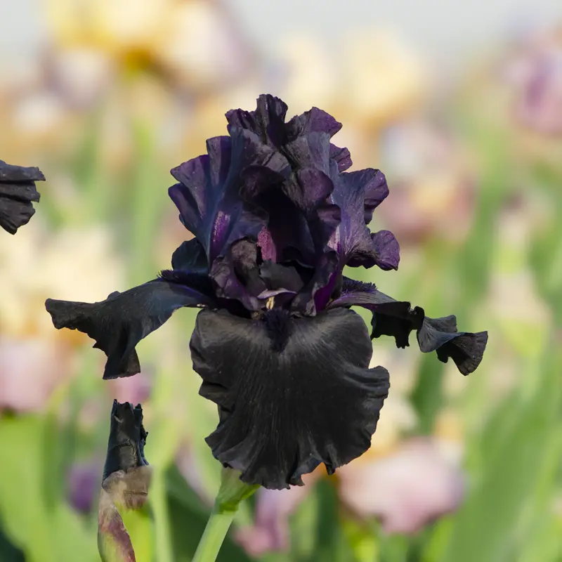 Superstition Bearded Iris - Image 3