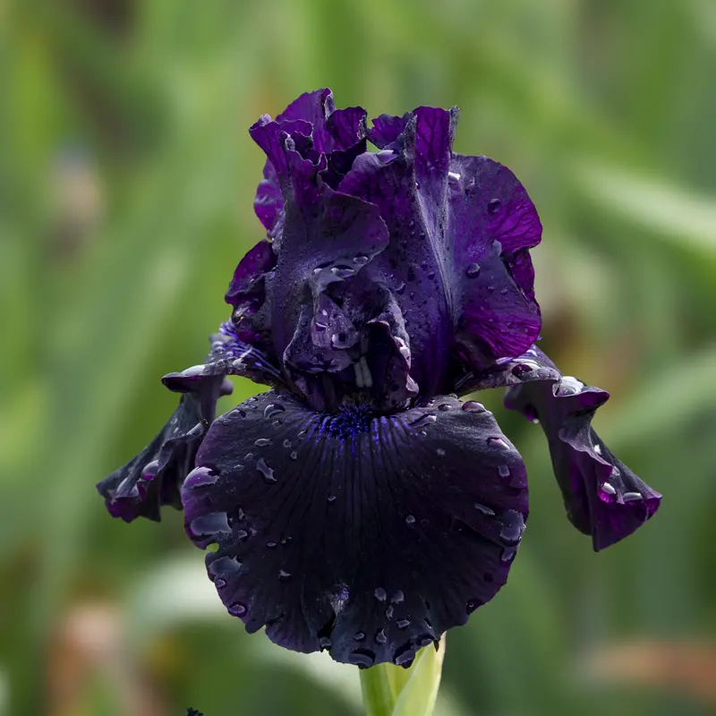 Superstition Bearded Iris - Image 4